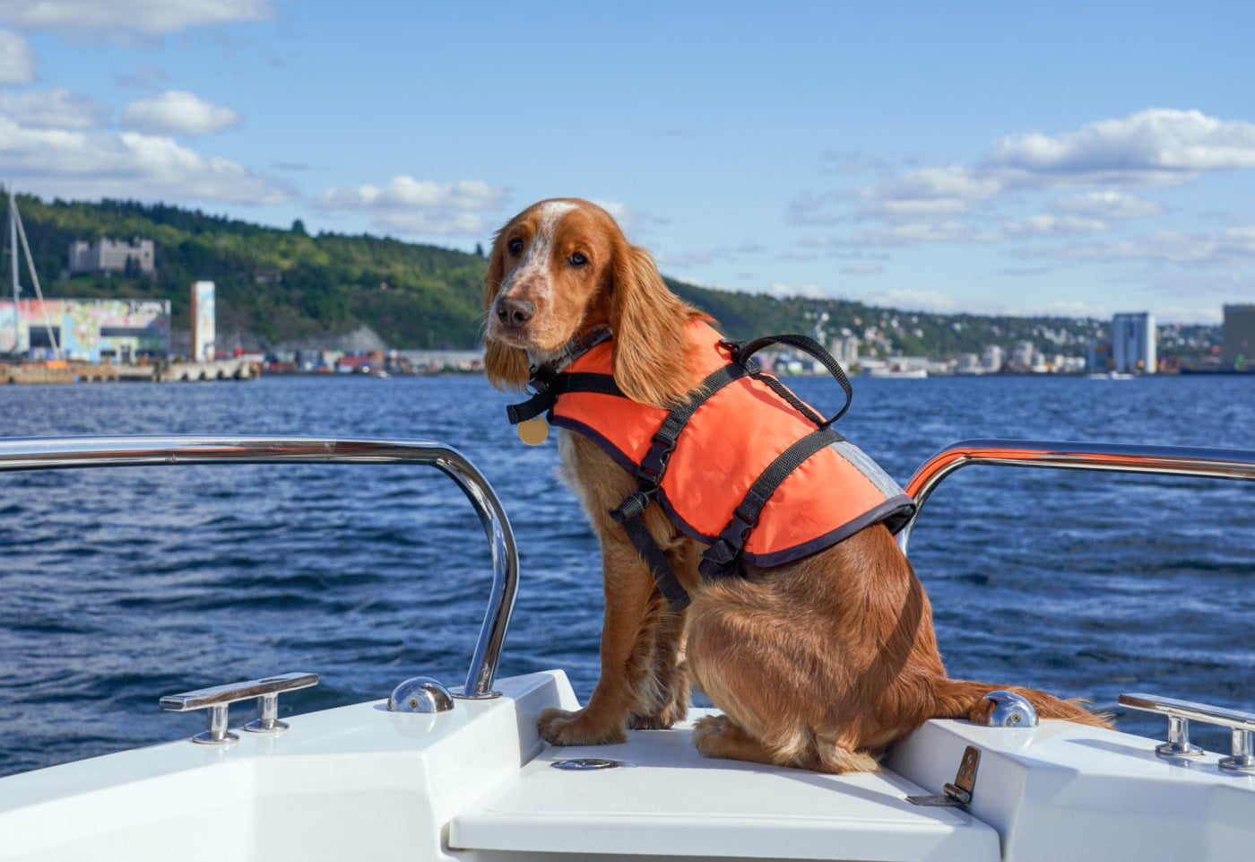 Hund på båt har på seg sikkerhetsvest.